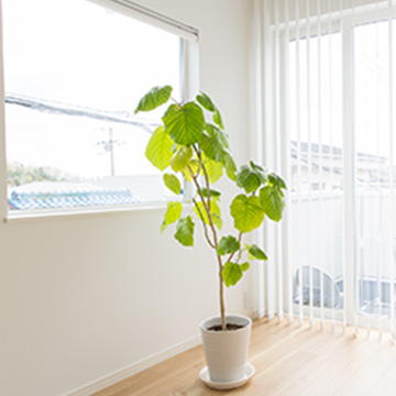 ハウスプランツ葬(大)