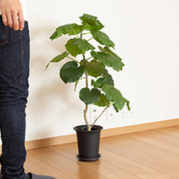 ハウスプランツ葬(中)